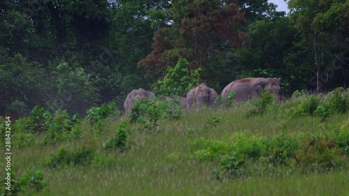 Wild elephants are eating grass in Khao Yai National Park.Khao Yai National Park is the largest rainforest in Thailand. There are many waterfalls. .There are various wildlife and plant species. . photo