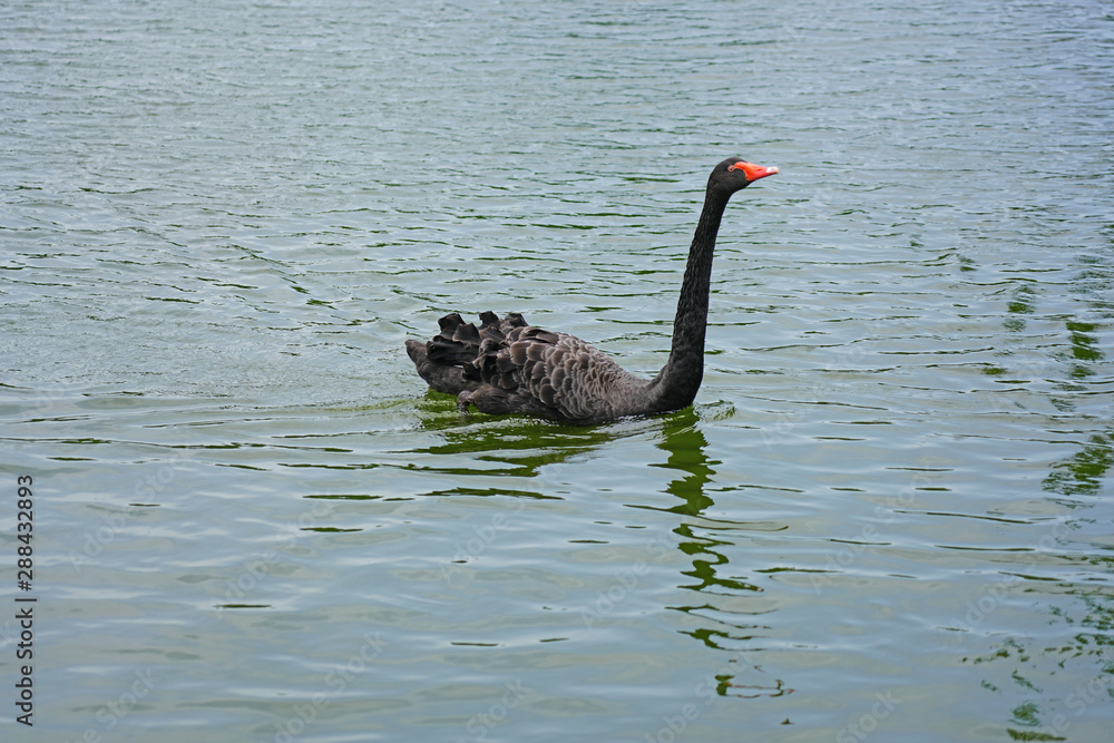 Obraz premium A black swan on a lake in Xiamen, China