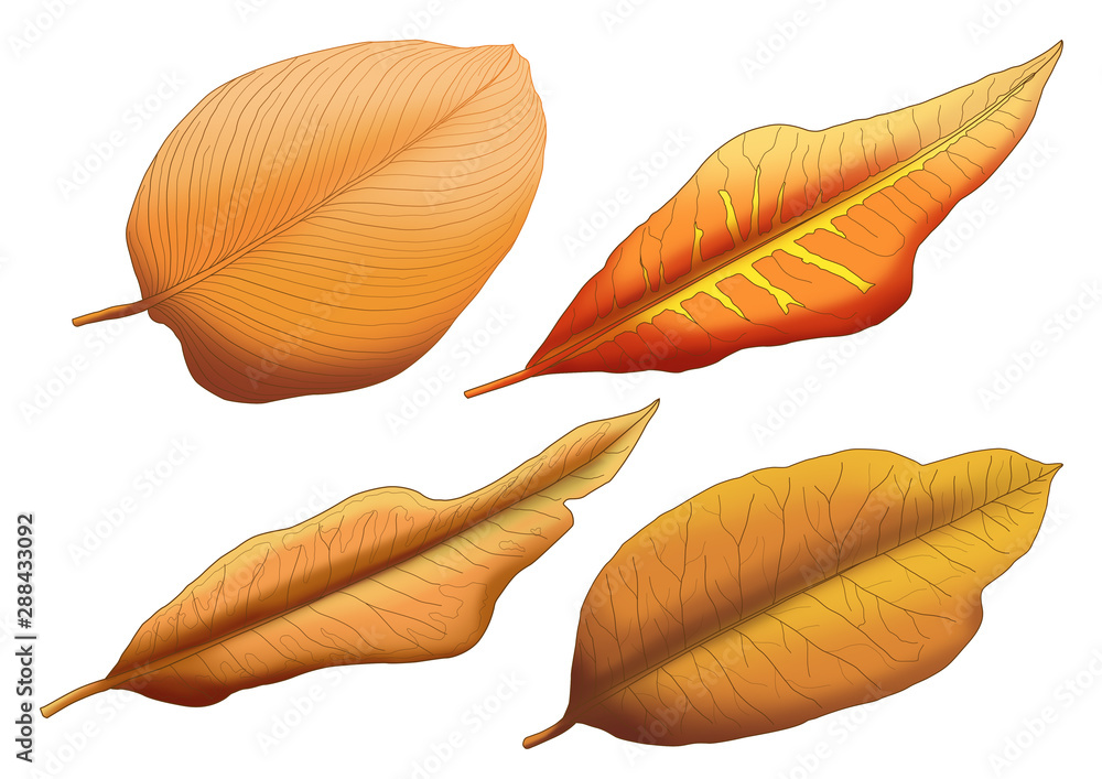 Obraz premium Dry leaf brown paint on white background