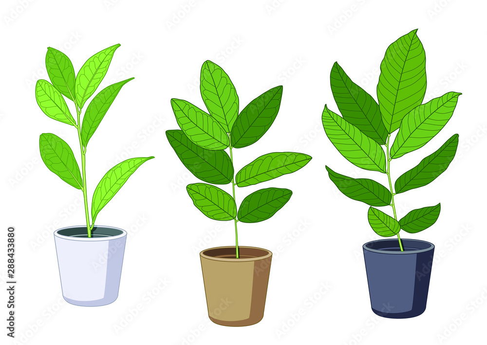 Fototapeta premium air purification green leaves trees in pots fresh on white background illustration vector Green leaves trees in pots fresh on white background illustration vector