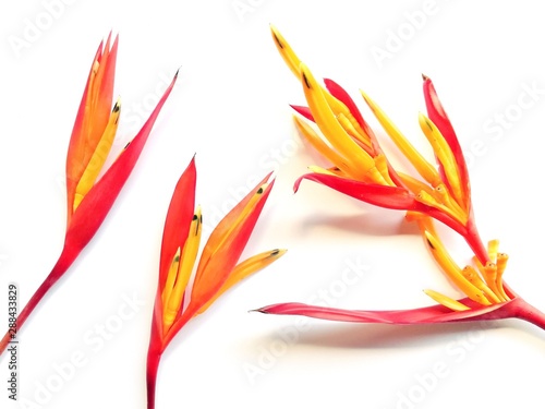 Three heliconia​ flowers on white background