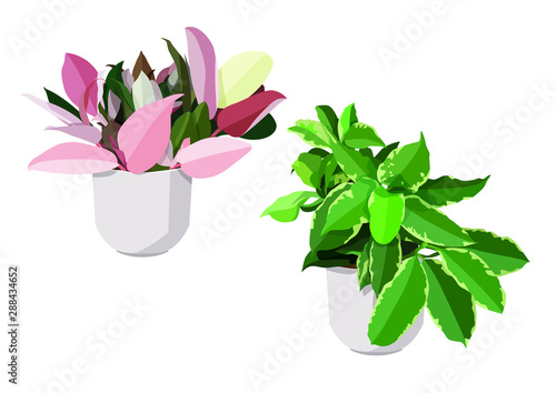 Green pink leaves trees in pots on white background illustration vector