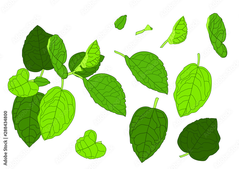 Green Leaves fresh abstract isolated on white background illustration vector Green Leaves fresh abstract isolated on white background illustration vector