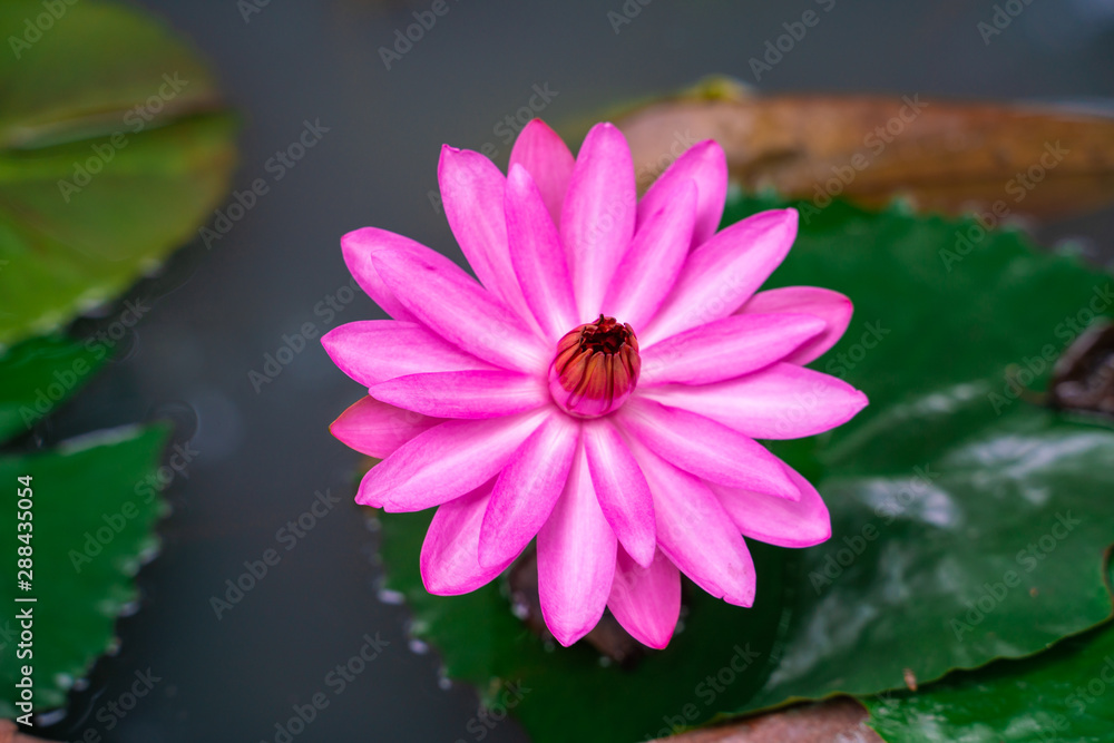 Colorful pink water lily lutis flower in park pond Colorful pink water lily lutis flower in park pond