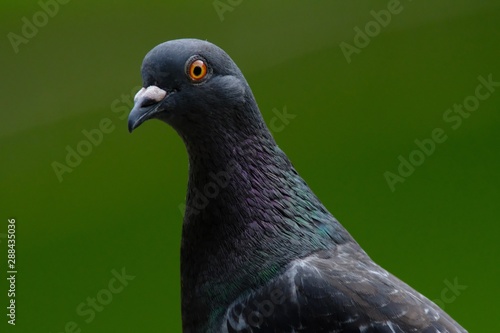 portrait of rock dove
