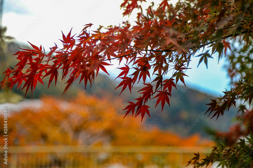 Red maple leaves on the branch with background Red maple leaves on the branch with background