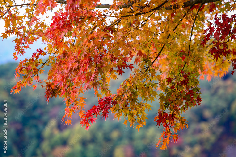 Red maple leaves on the branch with background Red maple leaves on the branch with background