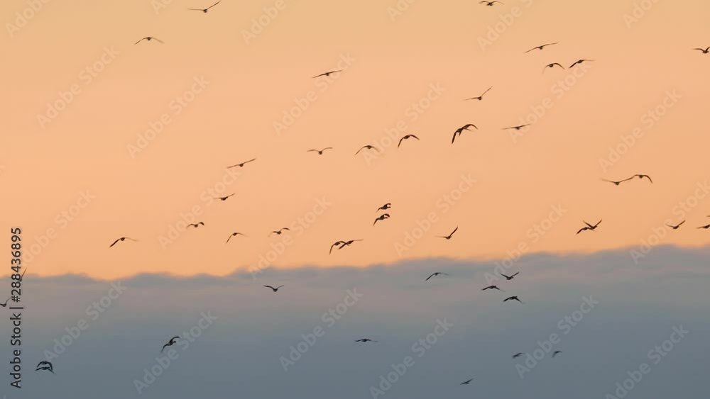 Flock of geese flying in crowd, early morning Flock of geese flying in crowd, early morning