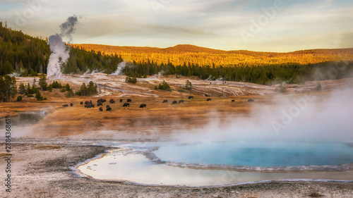 Hot springs and geyser basin landscape with bison grazing at Yellowstone National Park, Wyoming, USA. photo