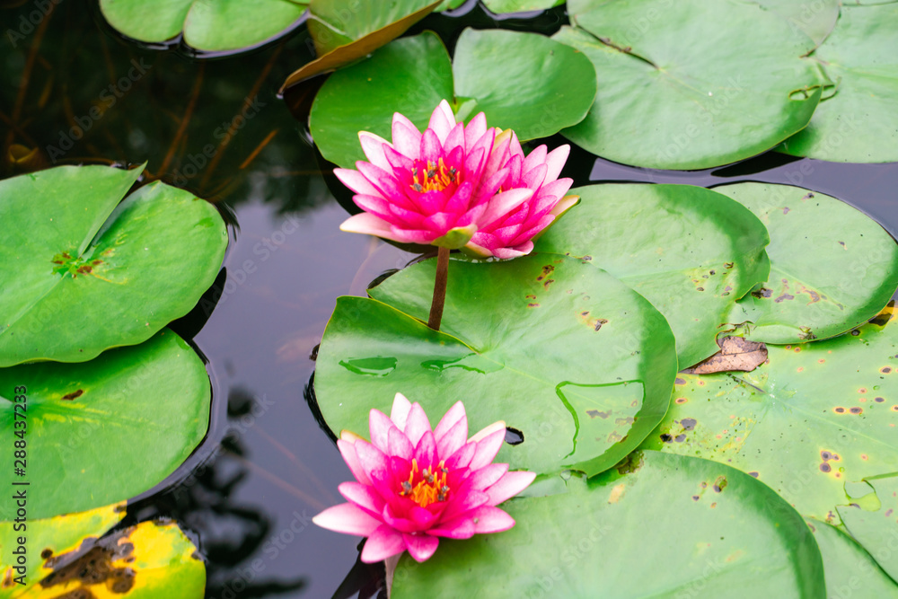 Colorful pink water lily lutis flower in park pond Colorful pink water lily lutis flower in park pond