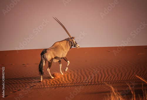 Oryx climbing red sand dune in Sossusvlei, Namib Desert, Namibia. photo