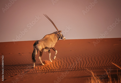 Oryx climbing red sand dune in Sossusvlei, Namib Desert, Namibia.