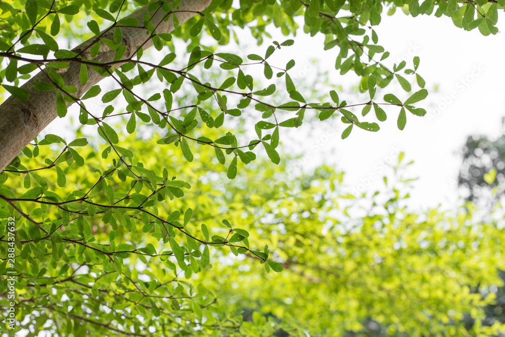 Beautiful green leaf texture background with sunlight Beautiful green leaf texture background with sunlight