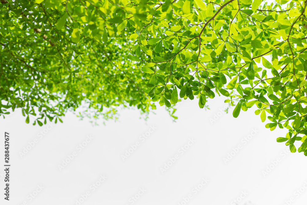 Beautiful green leaf on white background and copy space Beautiful green leaf on white background and copy space