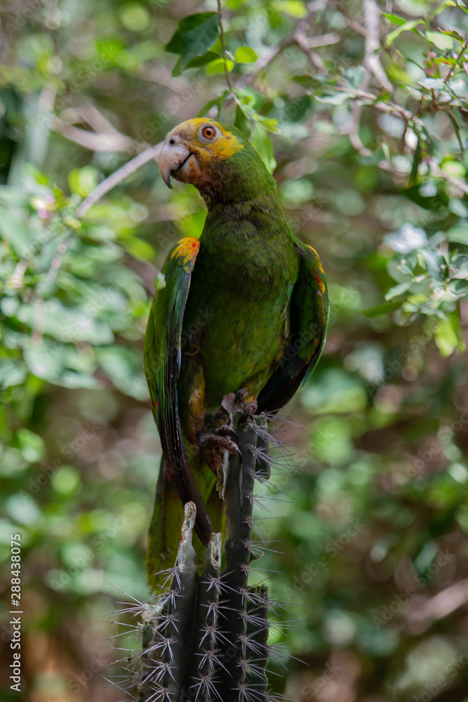 Obraz premium Yellow-Shouldered Amazon Parrot