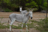 Feral Donkeys