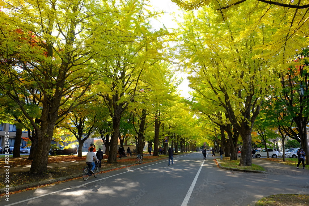 Fototapeta premium 北海道学の秋・紅葉