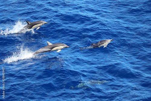 Dolphins jumping and swimming in the ocean. Common dolphins Delphinus delphis in natural habitat. Free marine mammals in Norht Pacific ocean.