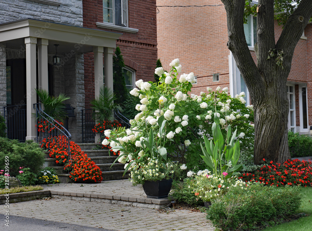 Garden with large white hydrangea bush and red impatiens