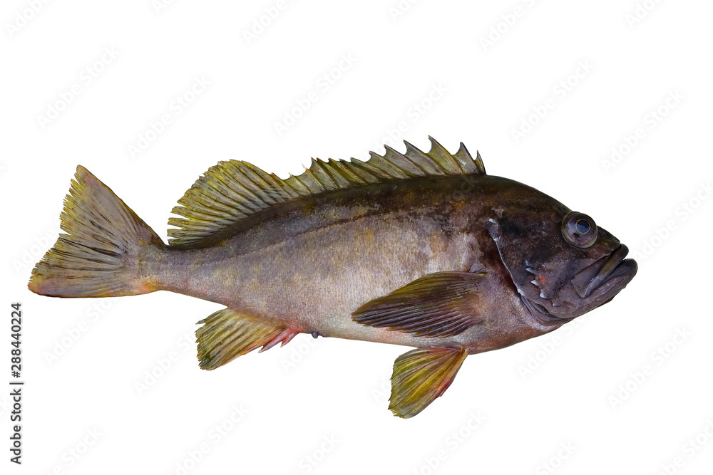 Φωτογραφία Alive rockfish Sebastes taczanowskii (Ezo-mebaru) isolated on white background