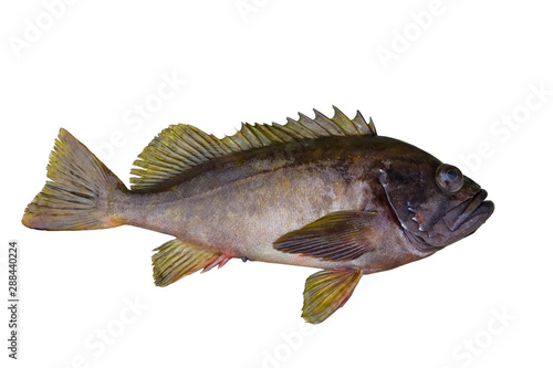 Alive rockfish Sebastes taczanowskii (Ezo-mebaru) isolated on white background. Alive fresh raw delicious fish.