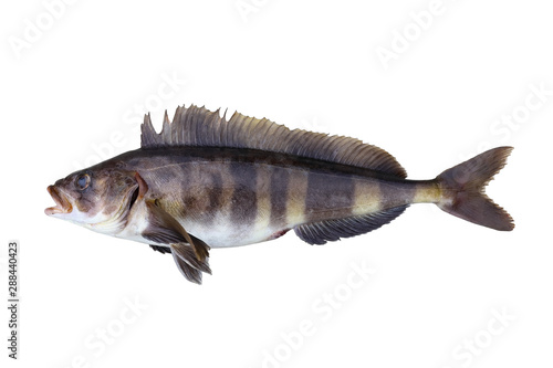 Alive Atka mackerel (Pleurogrammus monopterygius, Kitano-hokke) fish isolated on white background. Alive fresh raw delicious fish.