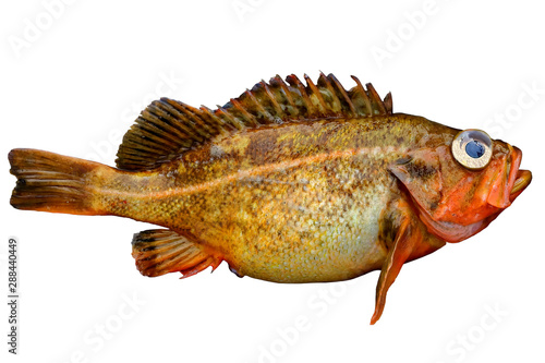 Alive rockfish Sebastes owstoni (Owston sting fish, Redfish) isolated on white background. Alive fresh raw delicious fish.
