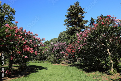カラフルな百日紅が咲いた森