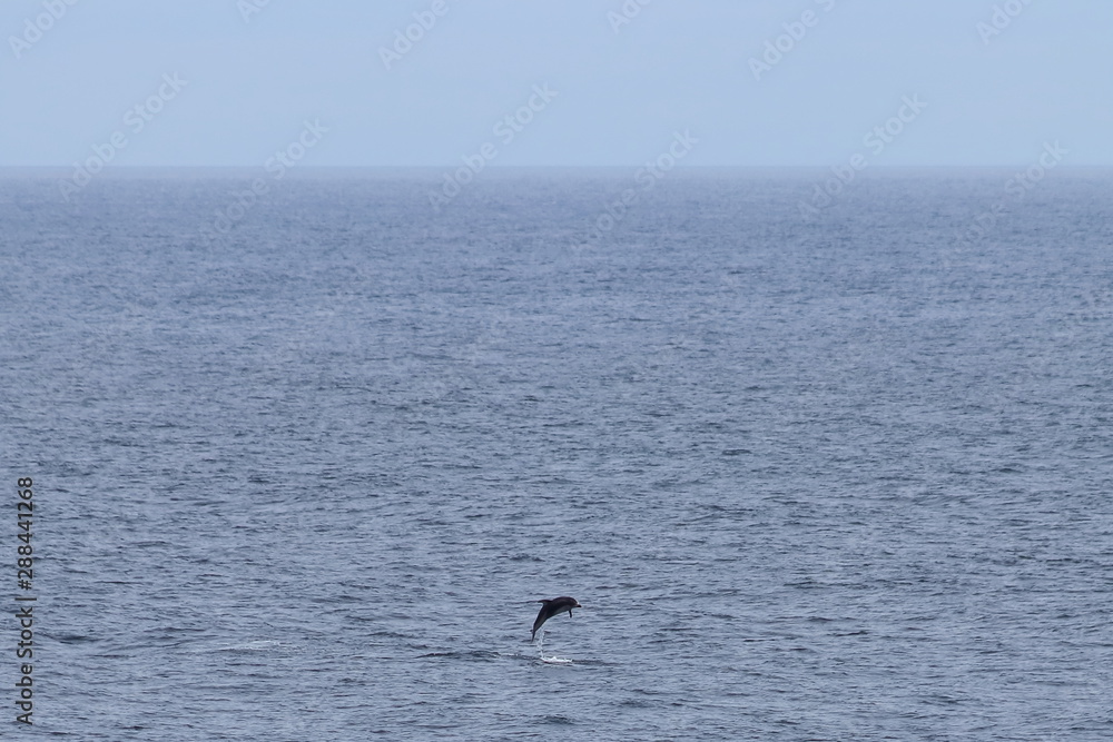 Dolphin jumping in the ocean. Pacific white-sided dolphin Lagenorhynchus obliquidens in natural habitat. Marine mammal in Norht Pacific ocean. Design template, background, copy space for text. Dolphin jumping in the ocean. Pacific white-sided dolphin Lagenorhynchus obliquidens in natural habitat. Marine mammal in Norht Pacific ocean. Design template, background, copy space for text.