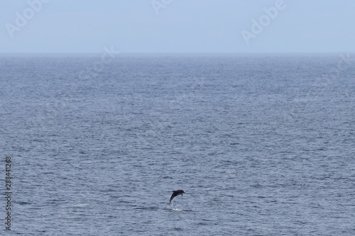 Dolphin jumping in the ocean. Pacific white-sided dolphin Lagenorhynchus obliquidens in natural habitat. Marine mammal in Norht Pacific ocean. Design template, background, copy space for text. © Nick Kashenko