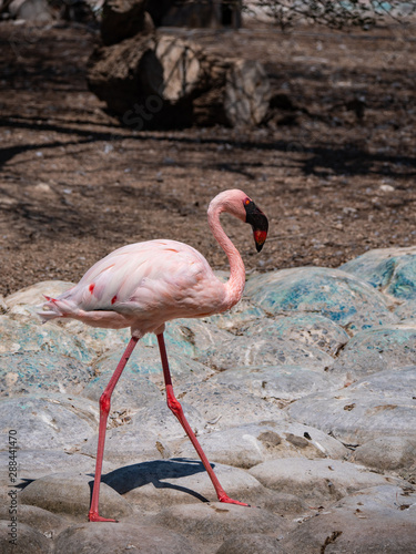 White Flamingo in the middle east photo