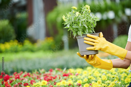 Gloved hands of woman holding plant she found in nursery gaden for her backyard photo