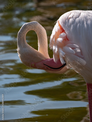 White Flamingo in the middle east photo