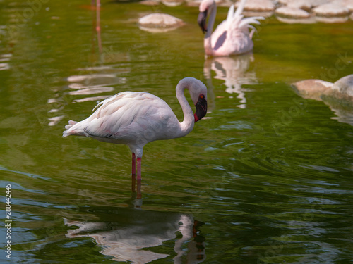 White Flamingo in the middle east