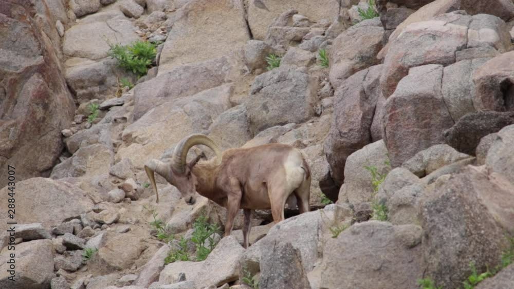 desert bighorn sheep relaxing and licking its leg. desert bighorn sheep relaxing and licking its leg.