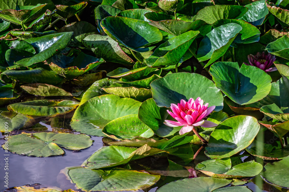 Water lily Xiafei Nymphaea blossom Water lily Xiafei Nymphaea blossom