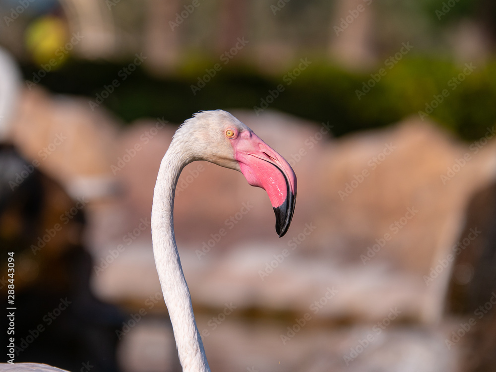 Fototapeta premium White Flamingo in the middle east