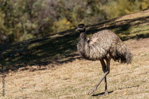 Emu looking for food on at the lower Cotter, ACT, Australia on a winter morning in August 2019