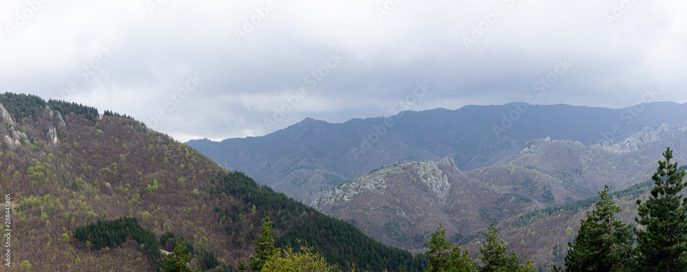 Fototapeta premium Forest on the hill