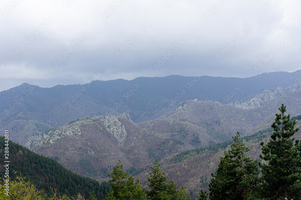 Obraz premium Forest on the hill