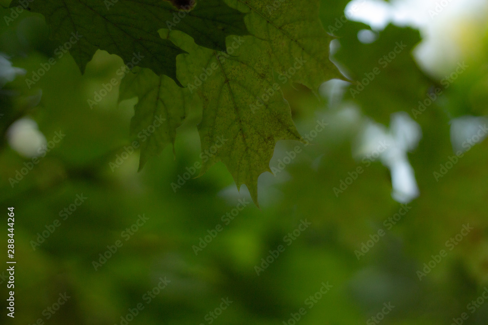 природа природа
