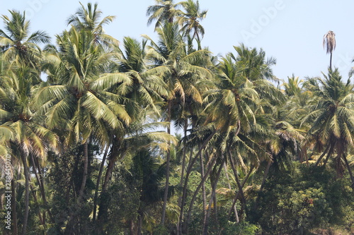 palm tree on beach