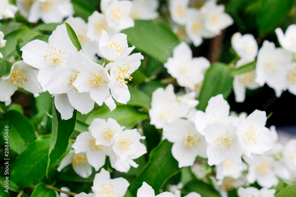 Obraz premium Beautiful white jasmine flowers in the garden.