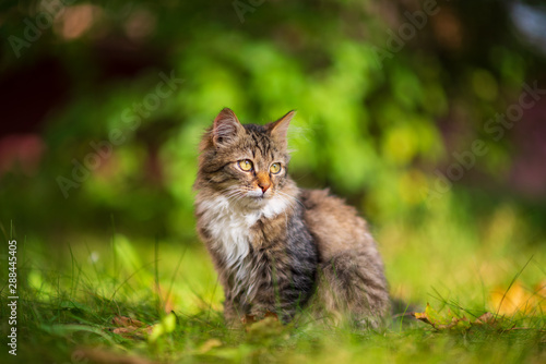 Beautiful gray kitten is sitting in the green grass.