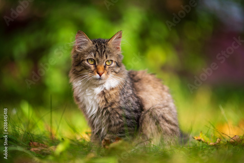 Fototapeta Naklejka Na Ścianę i Meble -  Beautiful gray kitten is sitting in the green grass.