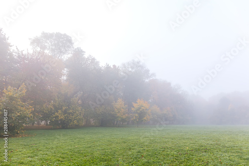 natural landscape scene. city park with high trees covered with fog