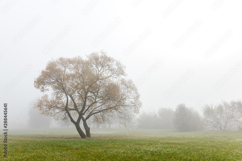 autumnal park scene during foggy weather. trees on cloudy grey sky background. lonely tree on field autumnal park scene during foggy weather. trees on cloudy grey sky background. lonely tree on field