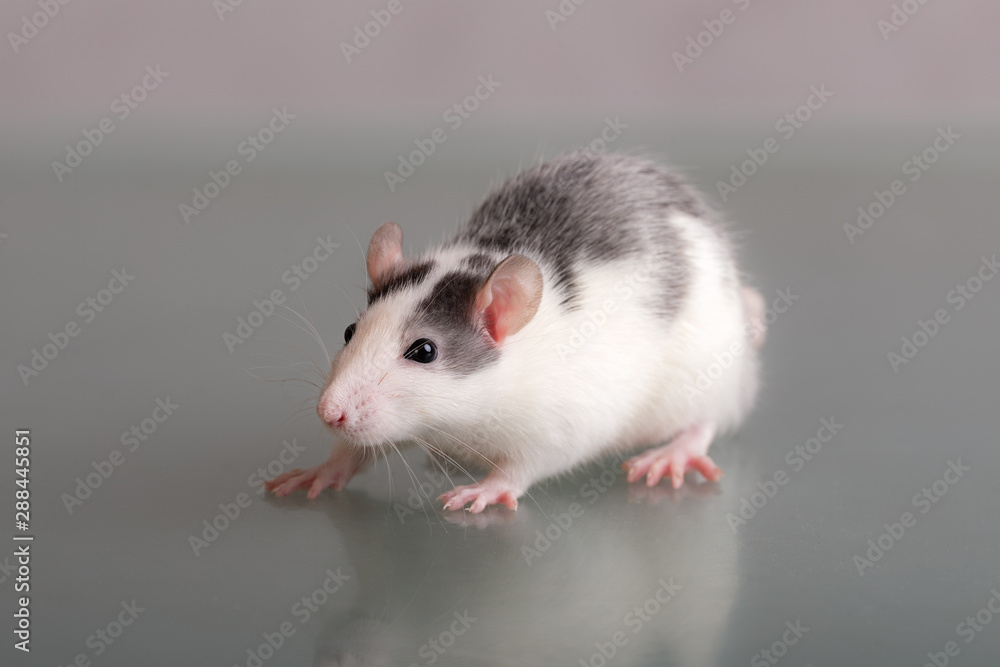 studio portrait of a domestic rat studio portrait of a domestic rat