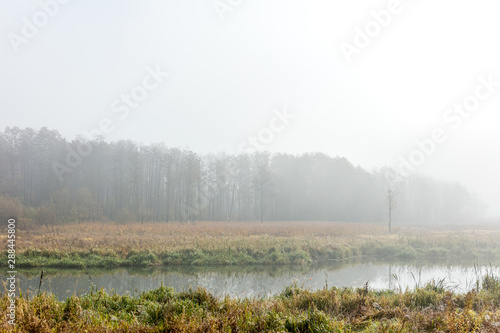 nature in autumn. forest with bare trees and river in grey foggy day