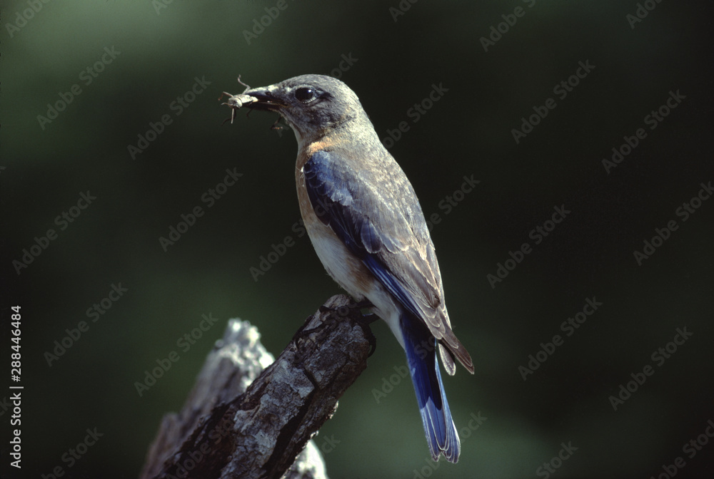 Fototapeta premium Eastern Bluebird (Sialia Sialis)